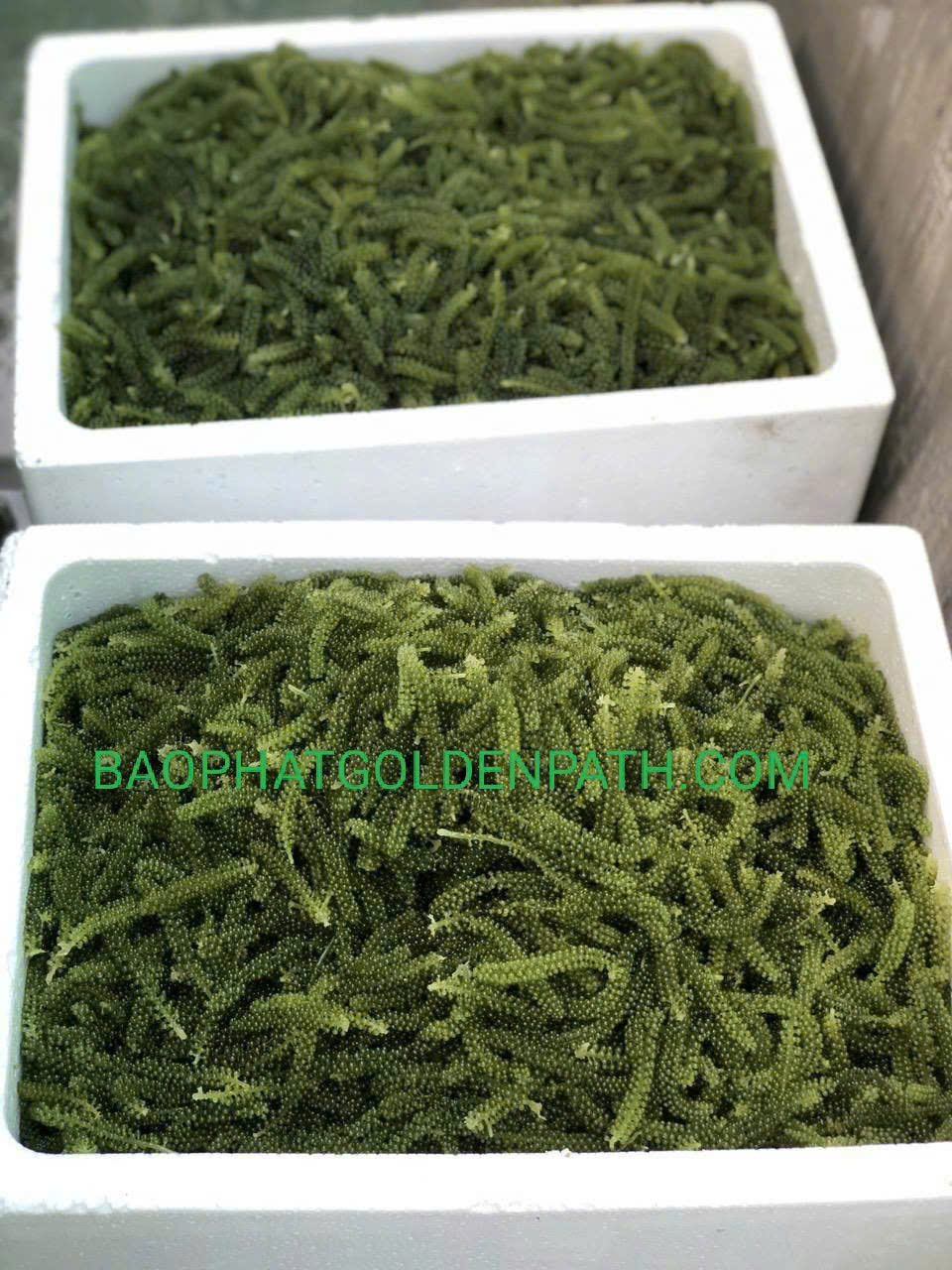 z7240408332357_f8f44531fea6e1c64221a20009d6104d